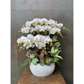 CHẬU BONSAI LAN HỒ ĐIỆP TRẮNG